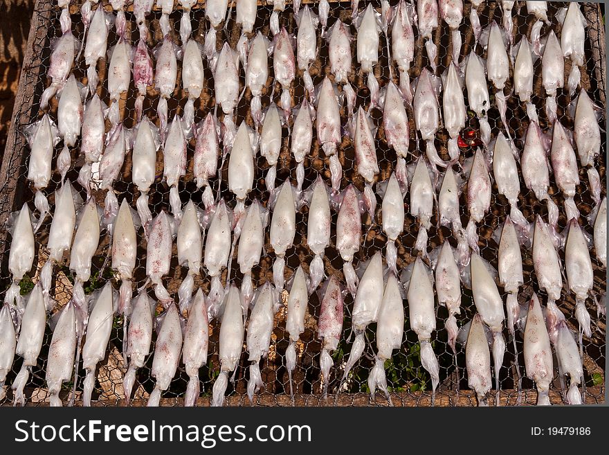 Drying squid with sun on the net to prepare food