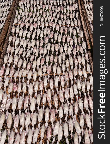 Drying squid with sun on the net to prepare food tilted out. Drying squid with sun on the net to prepare food tilted out