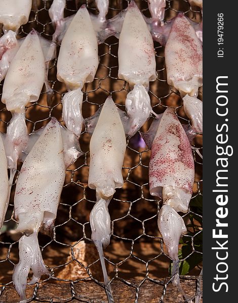 Drying squid with sun on the net to prepare food close up vertical. Drying squid with sun on the net to prepare food close up vertical