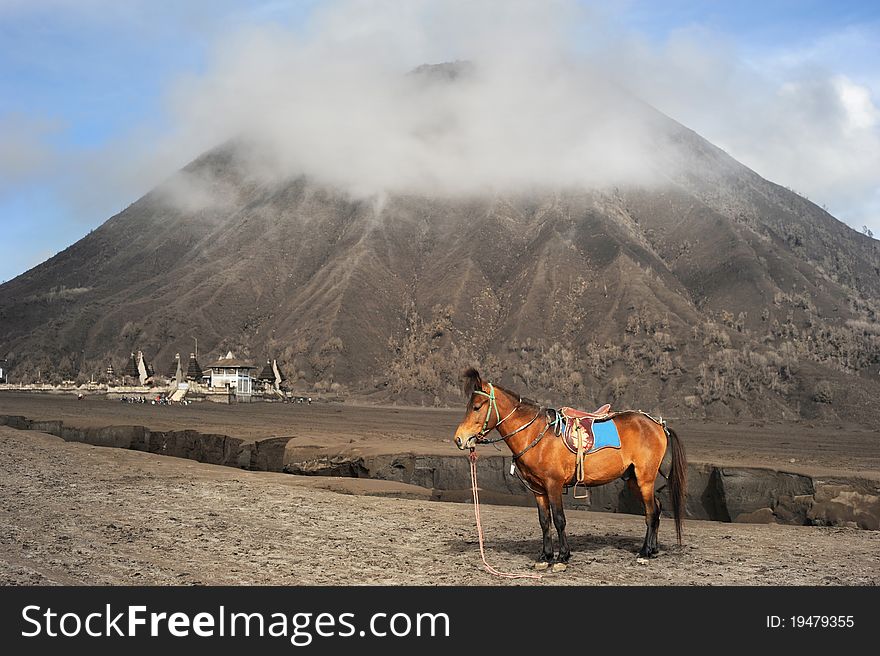 Horse stand in front of vulkano in Jawa, Indonesia. Horse stand in front of vulkano in Jawa, Indonesia