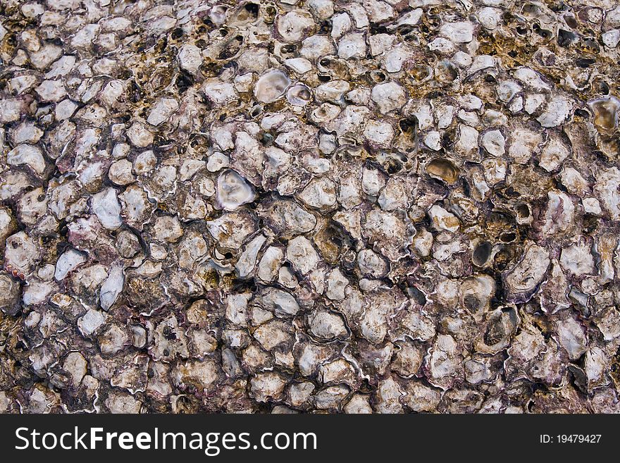 Petrified shells on the beach background texture. Petrified shells on the beach background texture