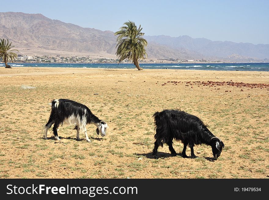 Grazing goats at Sinai seashore, Egypt. Grazing goats at Sinai seashore, Egypt.
