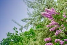 Lilac Flowers Stock Photography Lilac Flowers Stock Photography