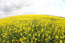Rape Field Royalty Free Stock Images Rape Field Royalty Free Stock Images