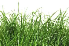 Fresh Green Grass With Dew Drops Royalty Free Stock Image