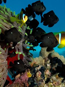 Anemone Coral With Anemone Stock Photos Anemone Coral With Anemone Stock Photos