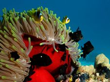Anemone Coral With Anemone Stock Photos Anemone Coral With Anemone Stock Photos