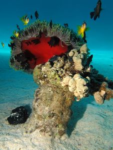 Anemone Coral With Anemone Stock Photo Anemone Coral With Anemone Stock Photo