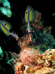 Common Lionfish Royalty Free Stock Image Common Lionfish Royalty Free Stock Image