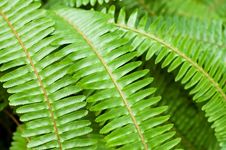 Fresh Young Bright Green Fern Stock Photography Fresh Young Bright Green Fern Stock Photography