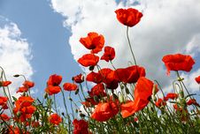 Poppies Royalty Free Stock Image Poppies Royalty Free Stock Image