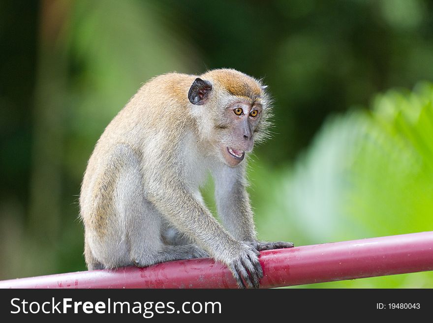 Typical monkey found in Malaysia. Unafraid of human presence. Typical monkey found in Malaysia. Unafraid of human presence.