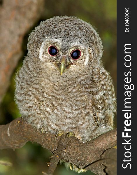 Wild baby Tawny owl sitting on a branch. Wild baby Tawny owl sitting on a branch