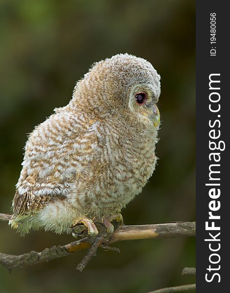 Wild baby Tawny owl sitting on a branch. Wild baby Tawny owl sitting on a branch