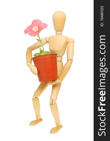 Artists wooden manikin carrying a petunia plant in a pot isolated against white. Artists wooden manikin carrying a petunia plant in a pot isolated against white