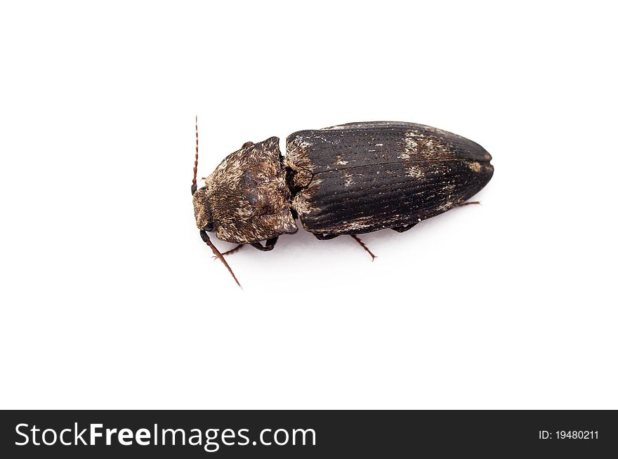 A single beetle over a white background