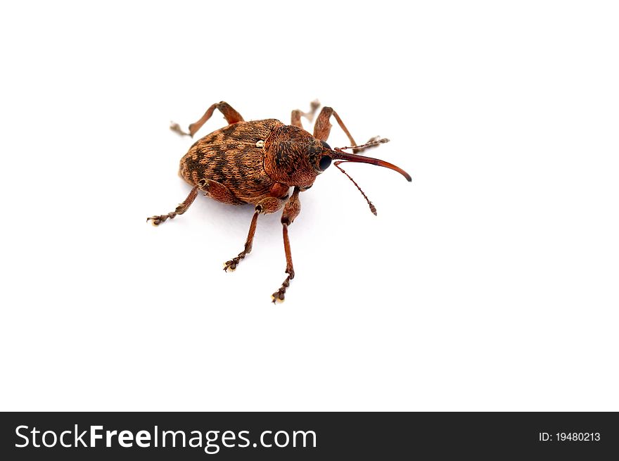 A weevil beetle over a white background