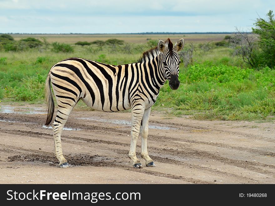 Zebra in Etosha national park,Namibia.
