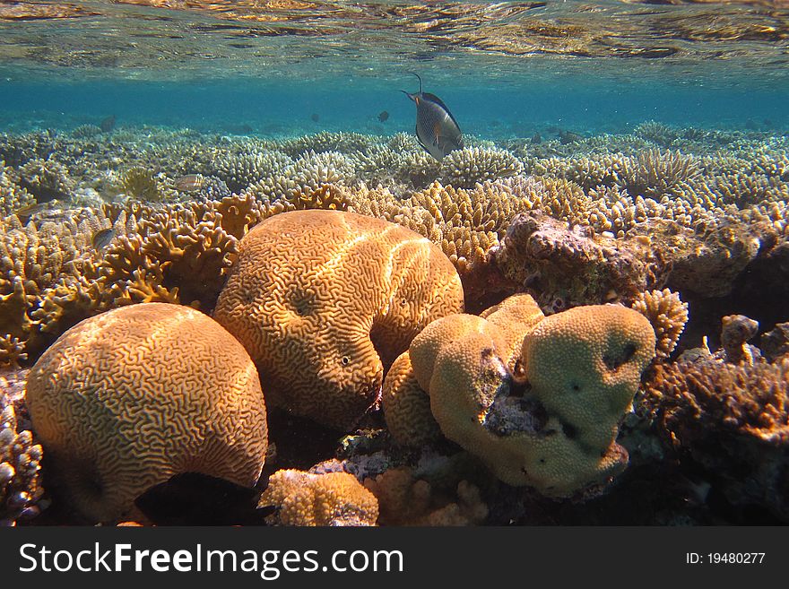 Colorful fish colorful coral reef and many on the red sea