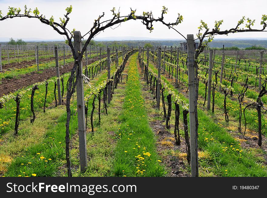Moravian part of Czech republic with grape plants. Moravian part of Czech republic with grape plants.