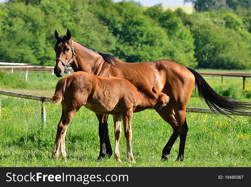 Beautiful purebred horses, here from Czech republic. Beautiful purebred horses, here from Czech republic.