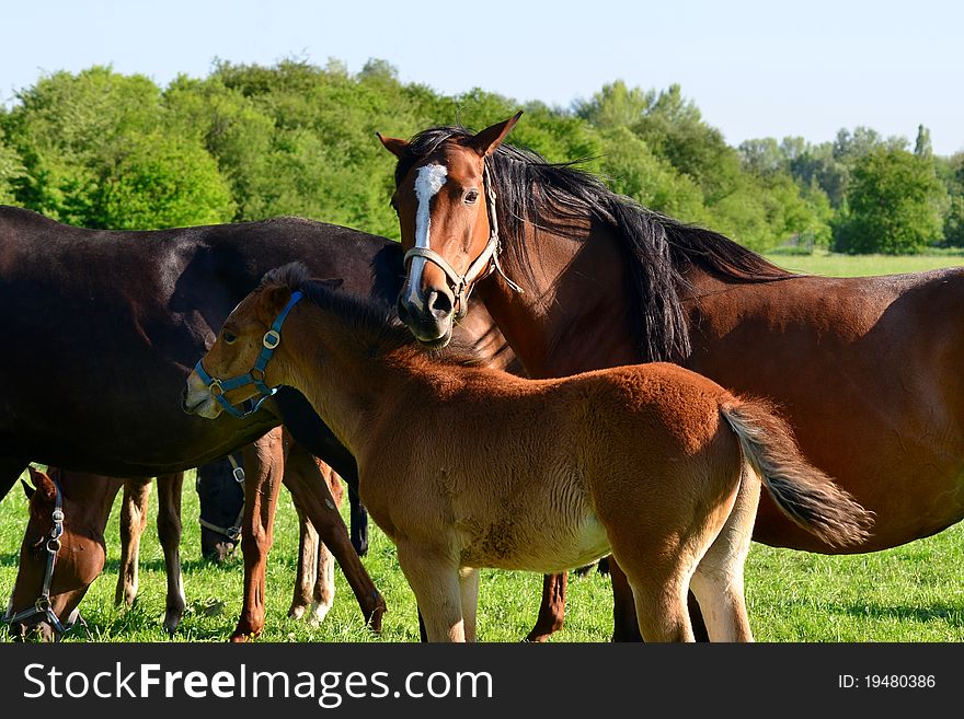 Beautiful purebred horses,here from Czech reppublic.