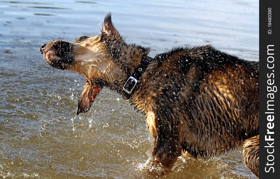 Dog in water having a good shake. Dog in water having a good shake