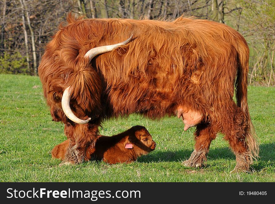 Picture of beautiful calf and cow of highland cattle. Picture of beautiful calf and cow of highland cattle.