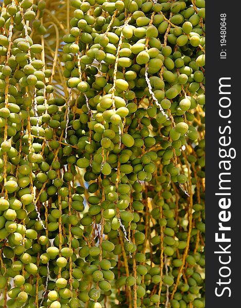 Closeup of the fruits of a palmtree. Closeup of the fruits of a palmtree