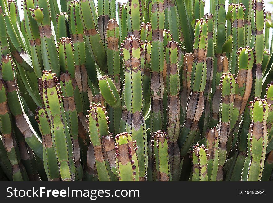 Tropical green cactus with spines