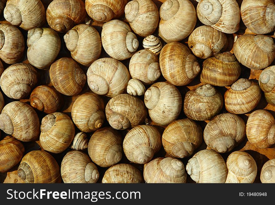 Detail of the snail shells