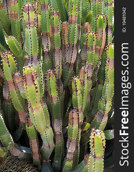 Tropical green cactus with spines