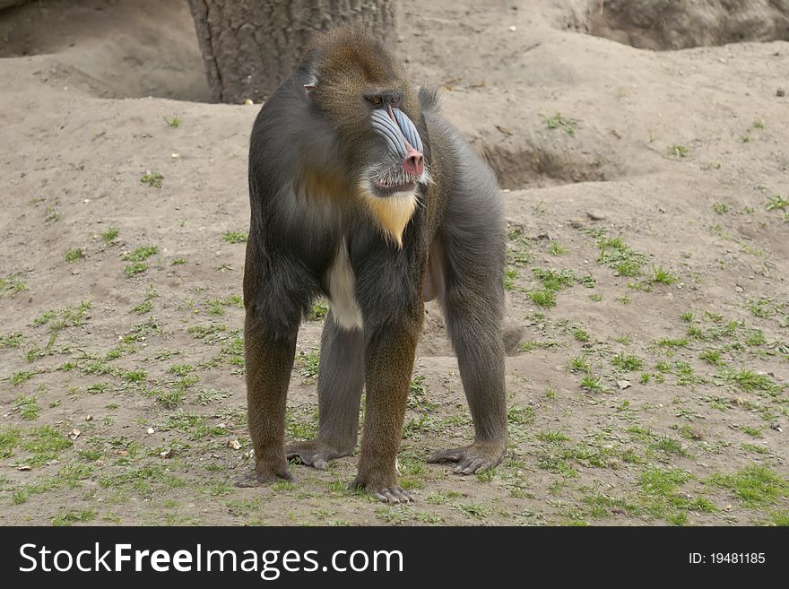 Male mandrill looks far away