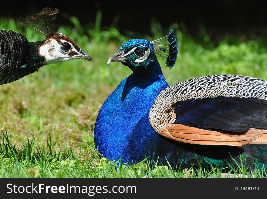 Peacock Pair