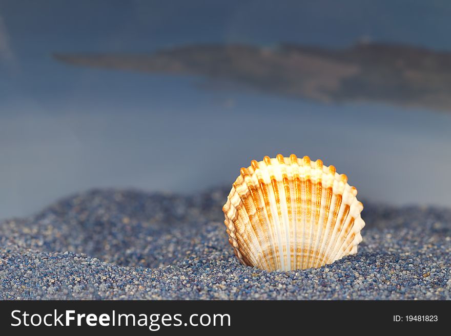 Greek island summer,seashells and oysters