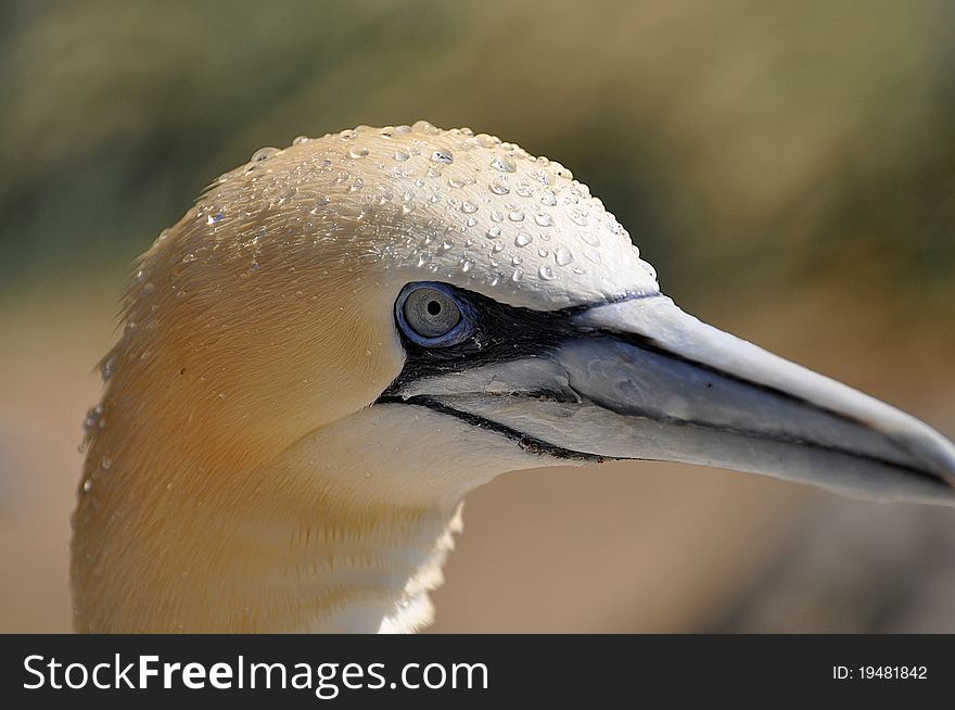 Portrait of a northern gannet and water drops