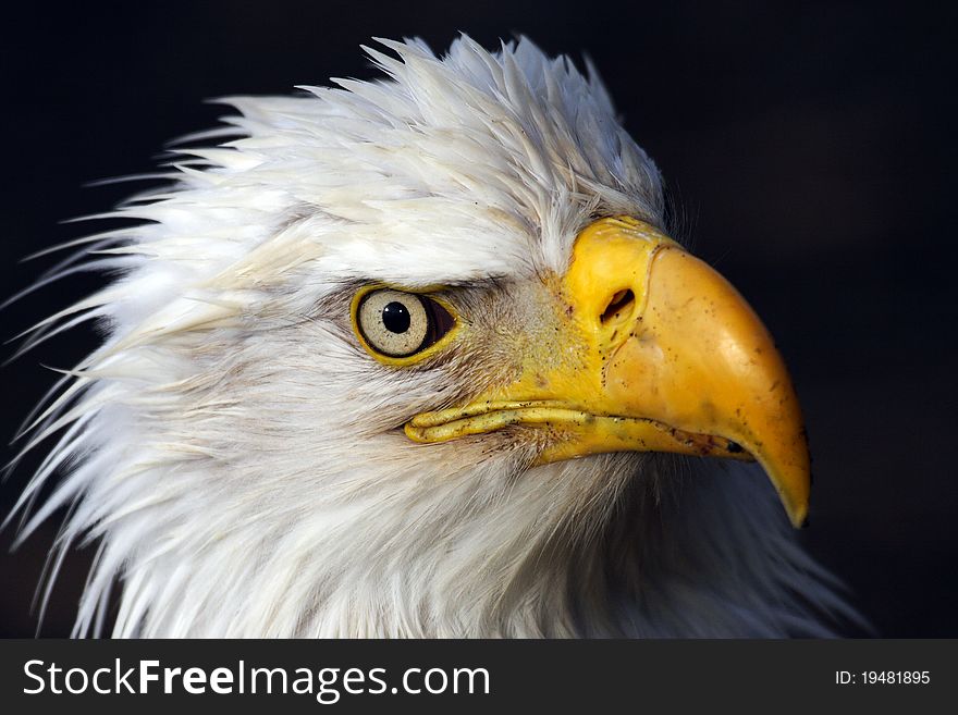 Bald Eagle staring at you. Bald Eagle staring at you.