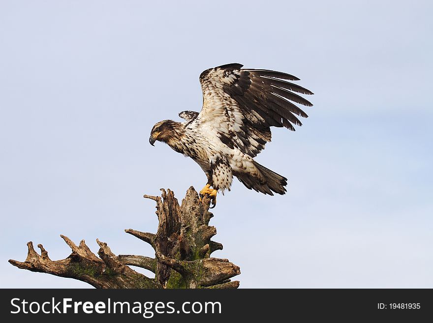 A juvenile American Bald Eagle stretching his wings. A juvenile American Bald Eagle stretching his wings.
