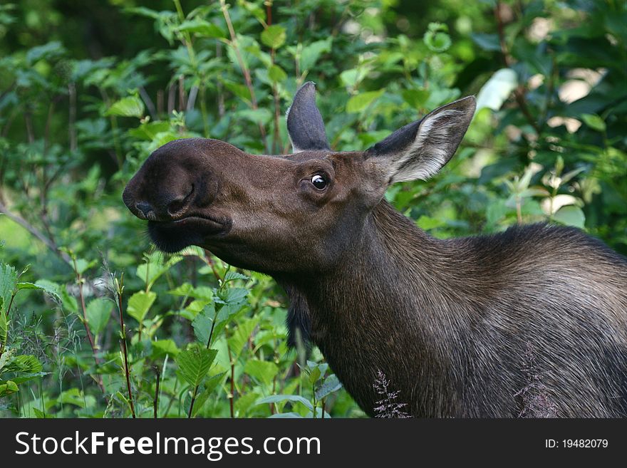 Alaska Cow Moose checking you out. Alaska Cow Moose checking you out.