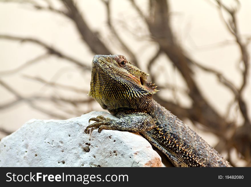 Bearded Dragon (Pogona Vitticeps) posing on a rock. Bearded Dragon (Pogona Vitticeps) posing on a rock