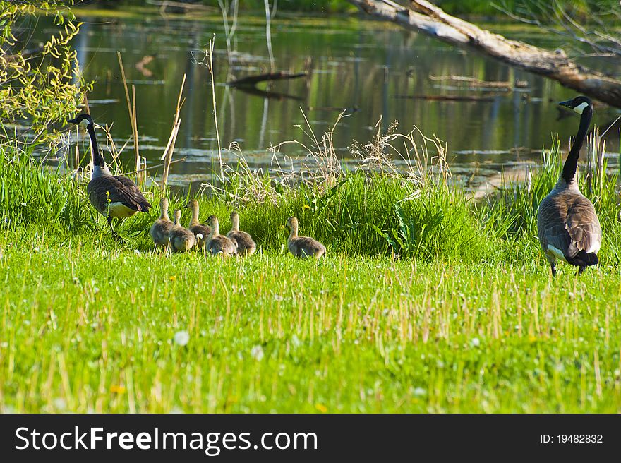Geese lead their chicks to safety after seeing a dog. Geese lead their chicks to safety after seeing a dog