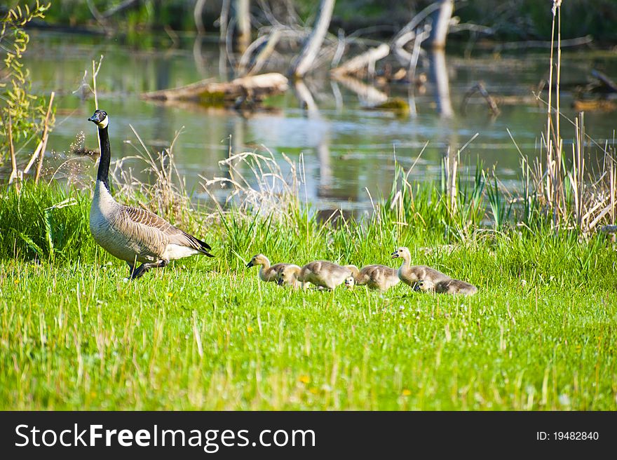 Mama goose leads chicks in a meadow