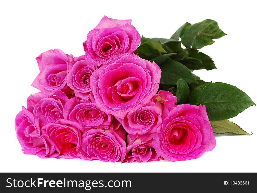 Pink fresh roses isolated on white background. Pink fresh roses isolated on white background