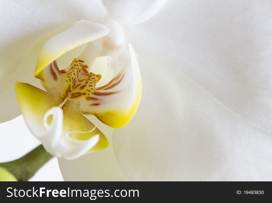 A close up of Phalaenopsis aphrodite