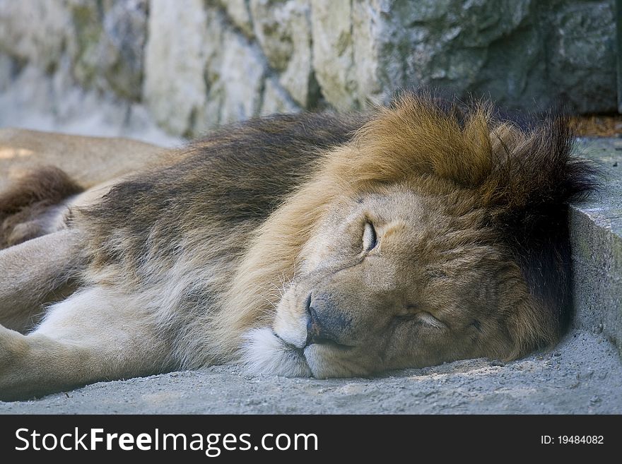 Lion is resting in the zoo. Lion is resting in the zoo