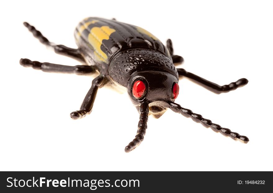 Large black beetle isolated on white background