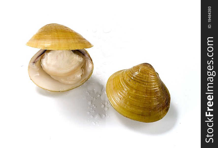 Blanch clams over white background