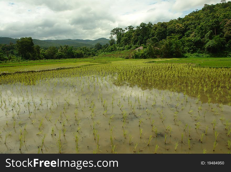 Scenic view of tropical lanscape with rice field, Thailand. Scenic view of tropical lanscape with rice field, Thailand
