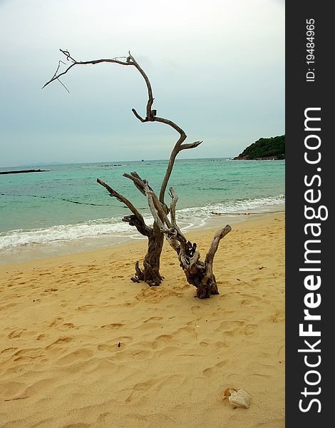 Scenic view of Thai coast with dry branches in the foreground, East Asia
