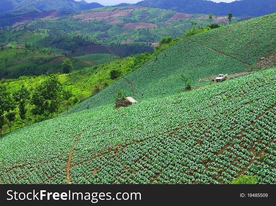 Cabbage cultivation of tribesman in Thailand. Cabbage cultivation of tribesman in Thailand.